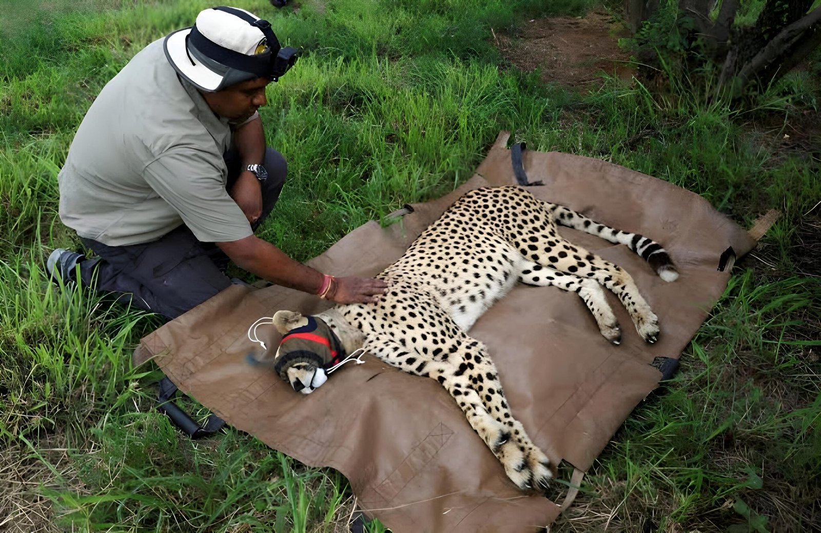 Namibian cheetah